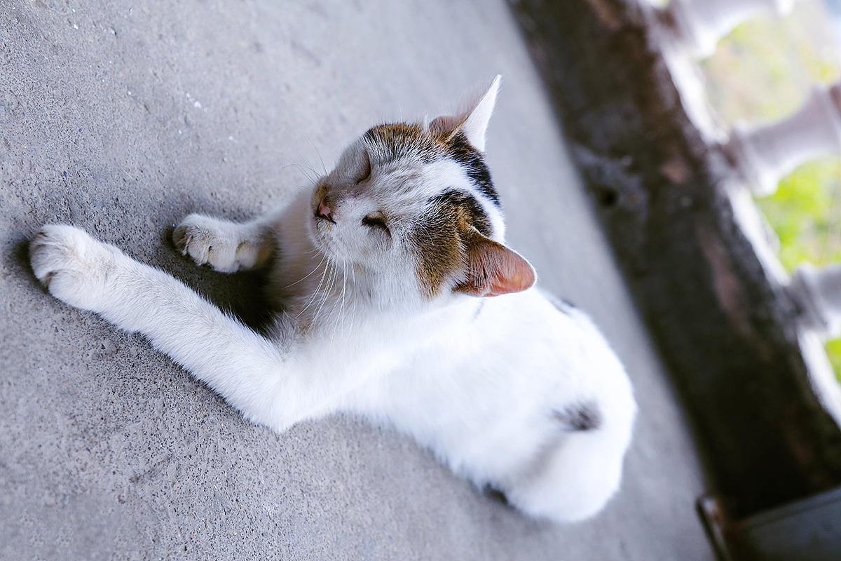 偶遇（图ZMTA4NjIyODk2） - 宠物摄影 - 站酷设计师changeless原创素材 - 站酷ZCOOL