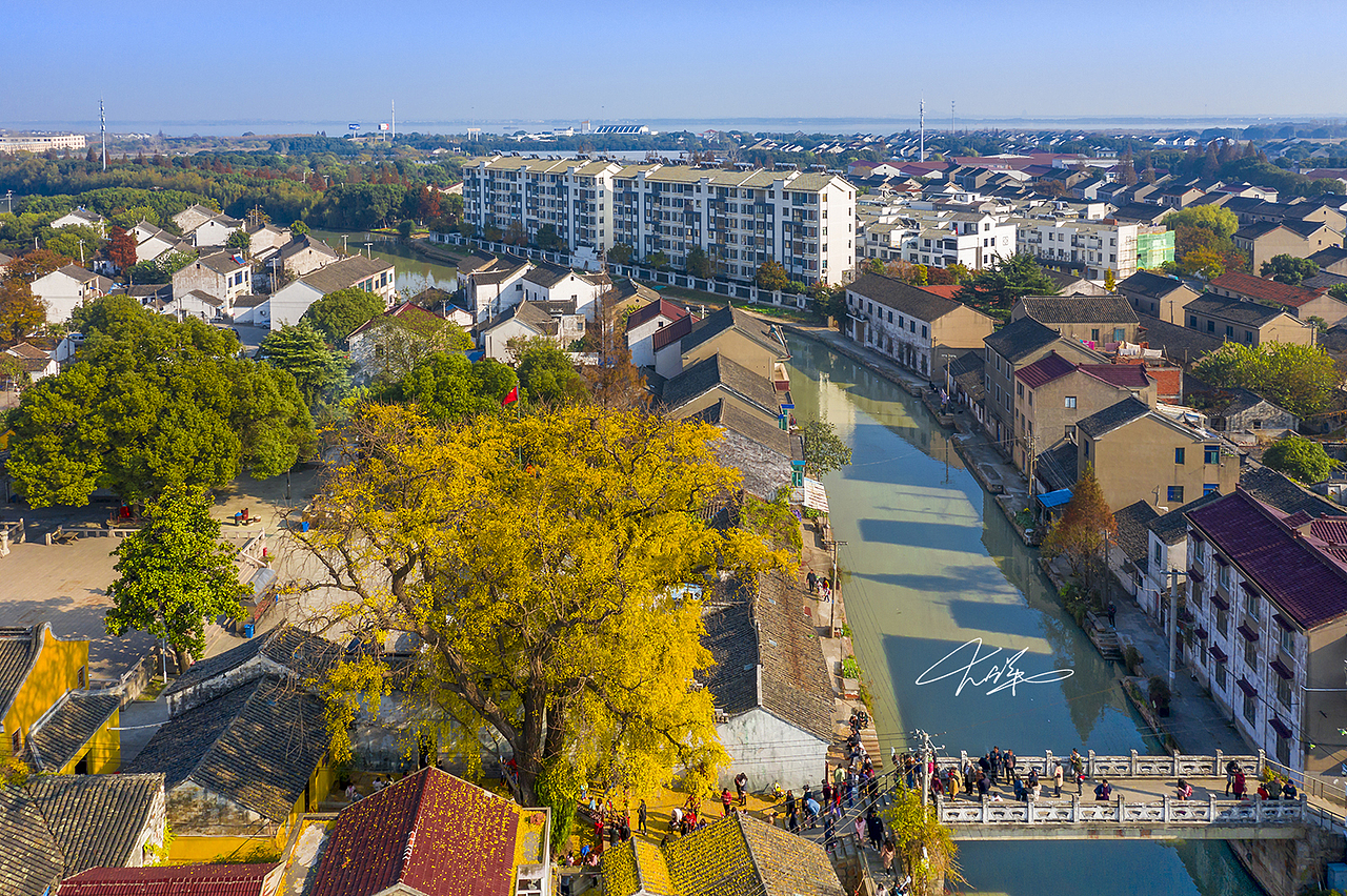 苏州太平禅寺古银杏（图ZMTk1OTM1NzQ4） - 人文/纪实摄影 - 站酷设计师大洋926原创素材 - 站酷ZCOOL