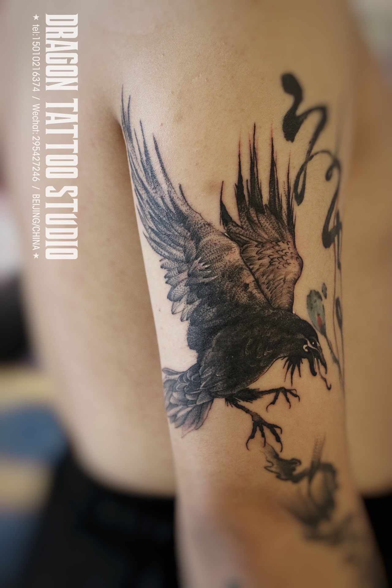 渡鸦纹身 乌鸦纹身 金乌纹身