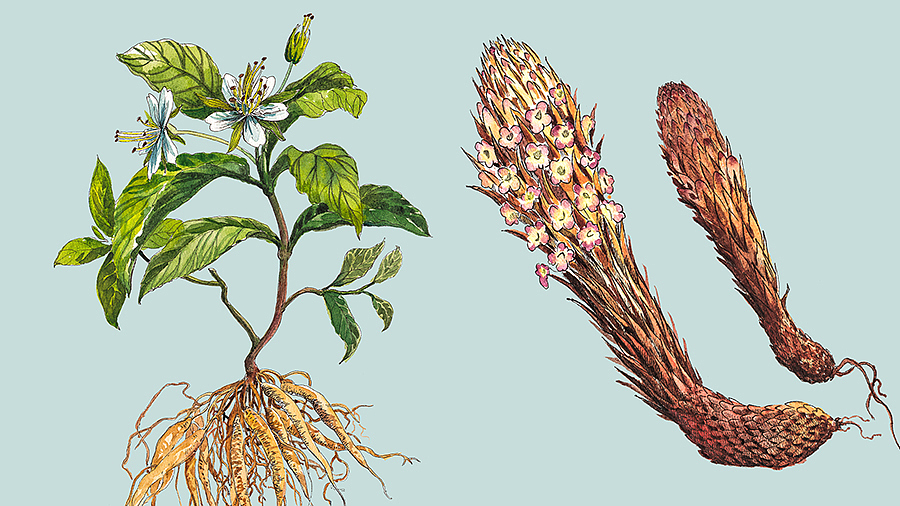 中裕 草药插画包装设计（图ZMTQyNDU1NjM2） - 包装 - 站酷设计师龍大设计原创素材 - 站酷ZCOOL