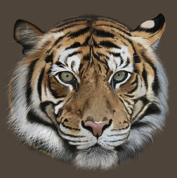 Tiger(图ZMTEyOTIxNDg=) - 创作习作 - 站酷设计师SW伯爵原创素材 - 站酷ZCOOL