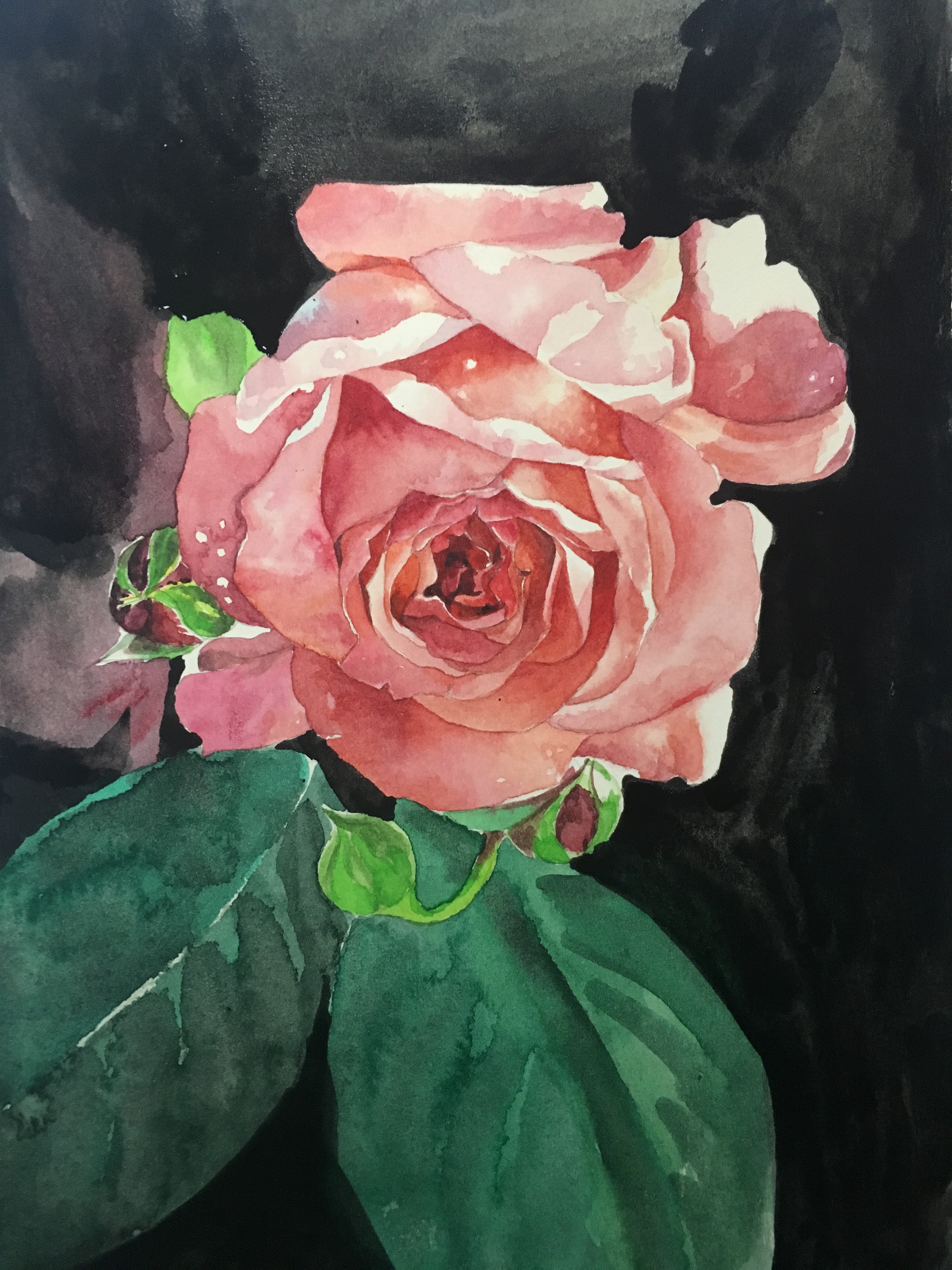 水彩玫瑰过程图|纯艺术|水彩|x_kaii - 原创作品 - 站酷 (zcool)