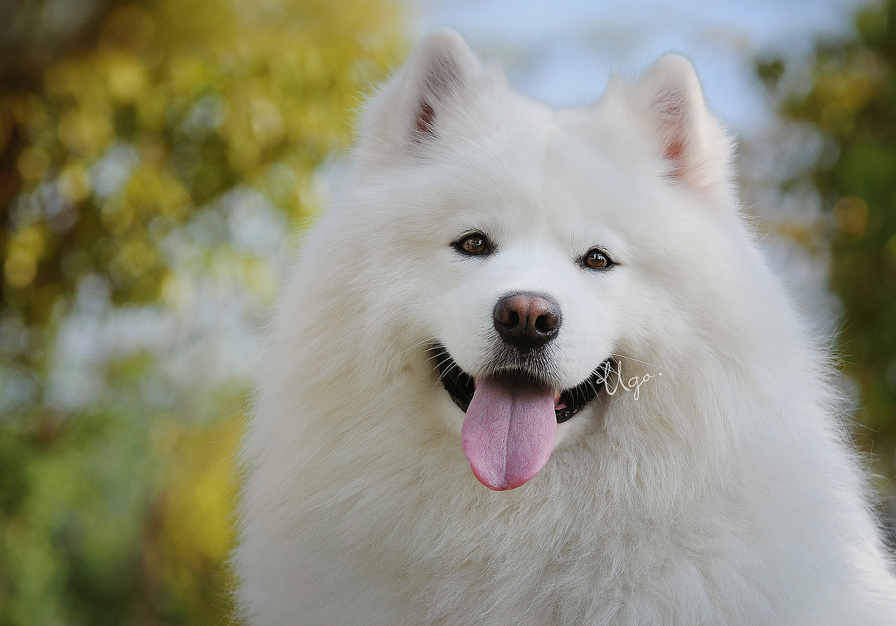 gazing凝视【动物摄影师何某某个人作品28】