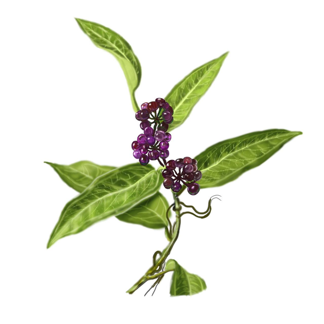 百雀羚北纬30度 中草药插画