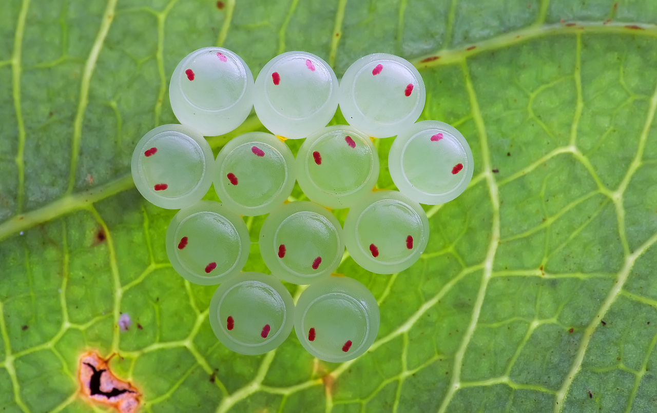 有笑脸的蝽蛋蛋