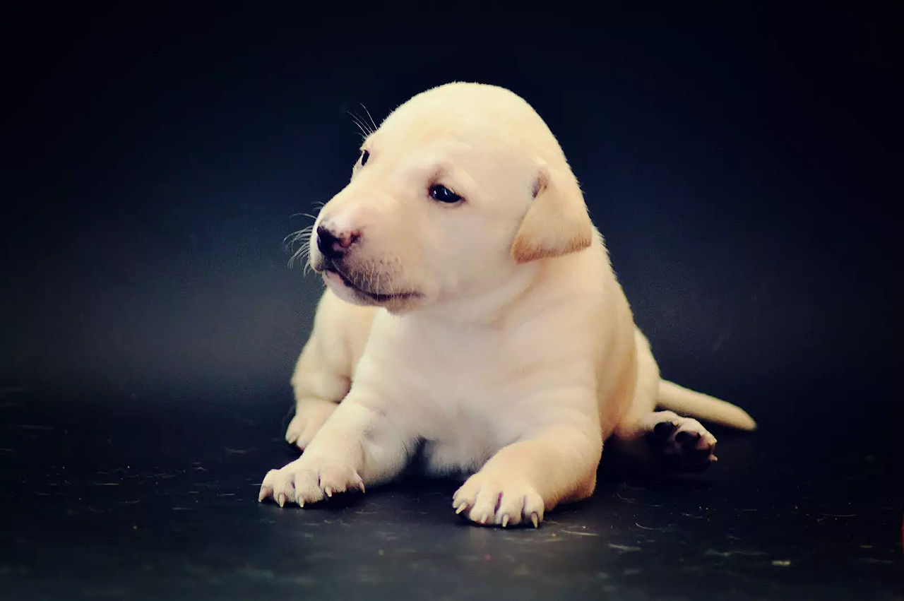 2018宠物合集（图ZMTQ0MDU5MjQ4） - 宠物摄影 - 站酷设计师黑猫姐姐原创素材 - 站酷ZCOOL