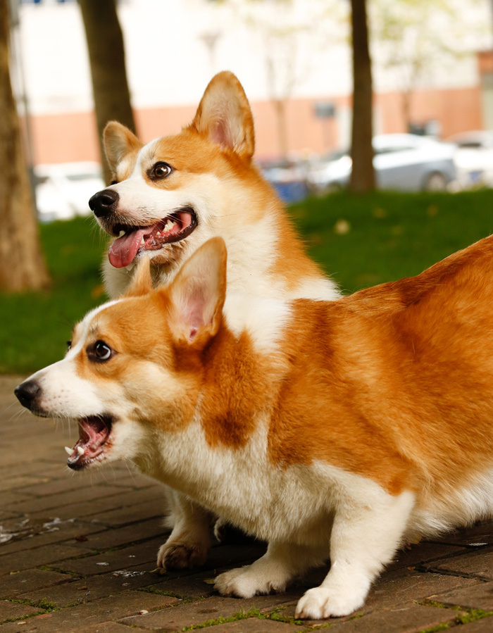 2只小基基夫妻|摄影|动物|佳仔佳 - 原创作品 - 站酷 (zcool)