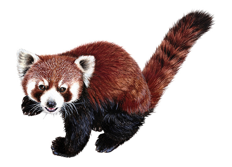 許寧水彩野生動物作品（圖ZMTIxMTQzNzcy） - 藝術(shù)插畫 - 站酷設(shè)計師jane7841原創(chuàng)素材 - 站酷ZCOOL