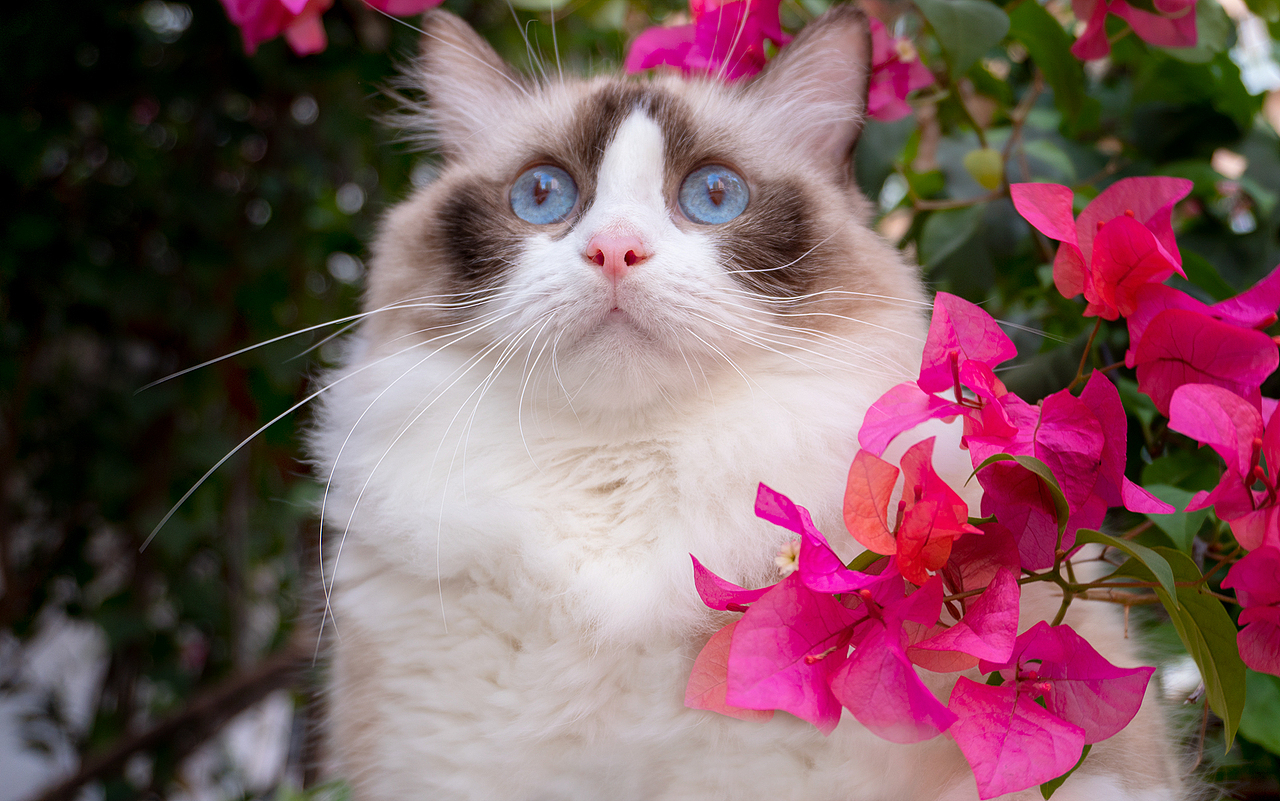 月饼和粽子（图ZMjY0Mjk1MDQ0） - 宠物摄影 - 站酷设计师谢耳朵大侠原创素材 - 站酷ZCOOL