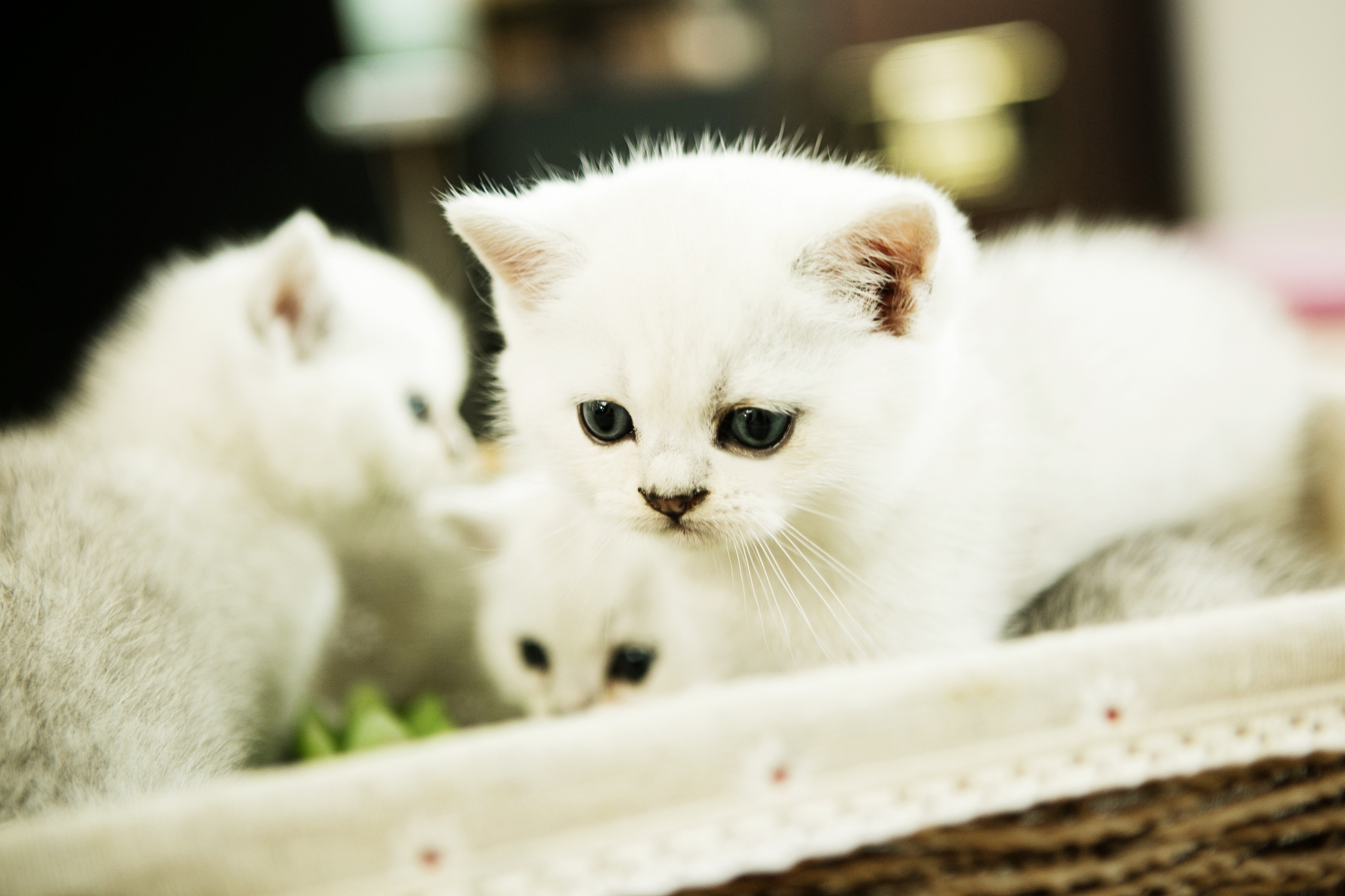 小小立耳|摄影|动物|白衬衫v - 原创作品 - 站酷 (zcool)