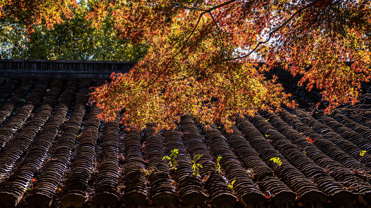 秋天的色彩（圖ZMzgxODczMDA4） - 風光攝影 - 站酷設計師游在外面的魚原創(chuàng)素材 - 站酷ZCOOL