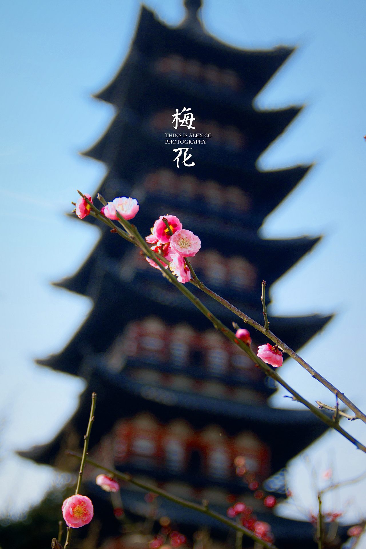 上海方塔园 春暖花开 梅花