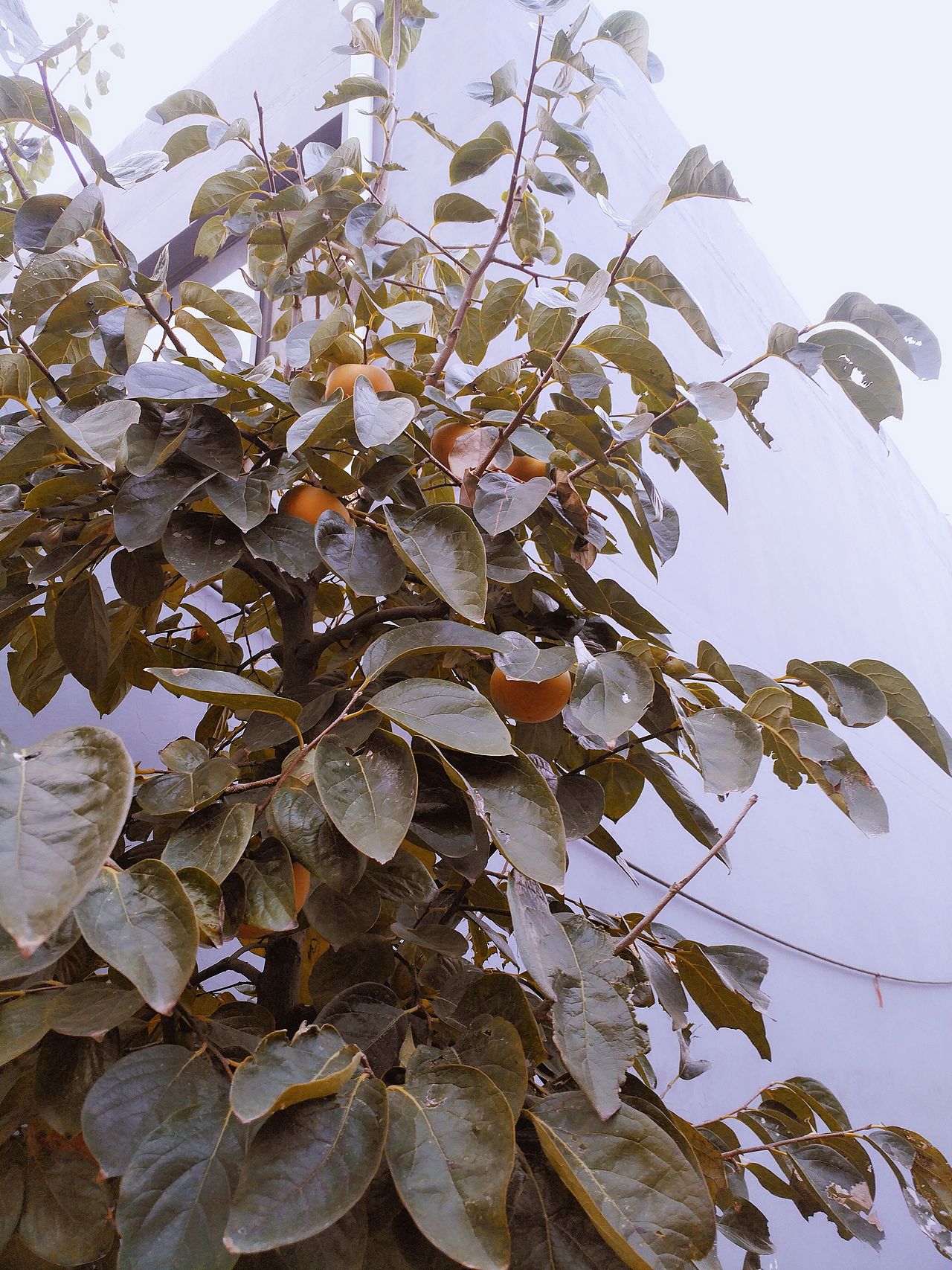 的庐的的庐（图ZMTU1NzA5OTk2） - 产品摄影 - 站酷设计师的庐原创素材 - 站酷ZCOOL