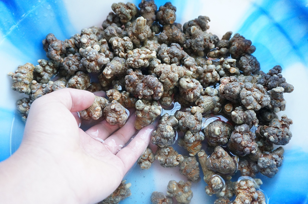 云南满泽三七清洗晾晒