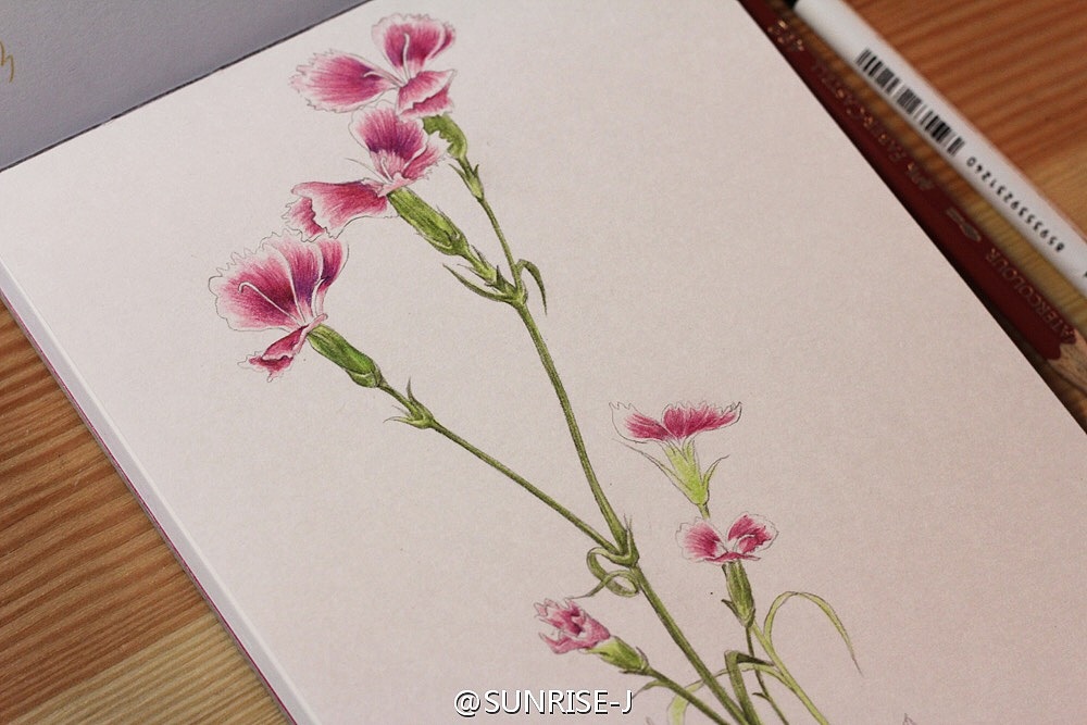 石竹花彩铅手绘