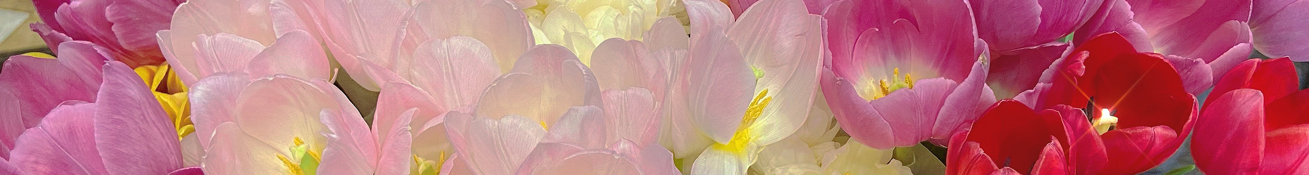 愛(ài)拍照的小姐姐6的個(gè)人主頁(yè)（封面預(yù)覽） - 主頁(yè)封面設(shè)置 - 站酷設(shè)計(jì)師愛(ài)拍照的小姐姐6原創(chuàng)素材 - 站酷ZCOOL