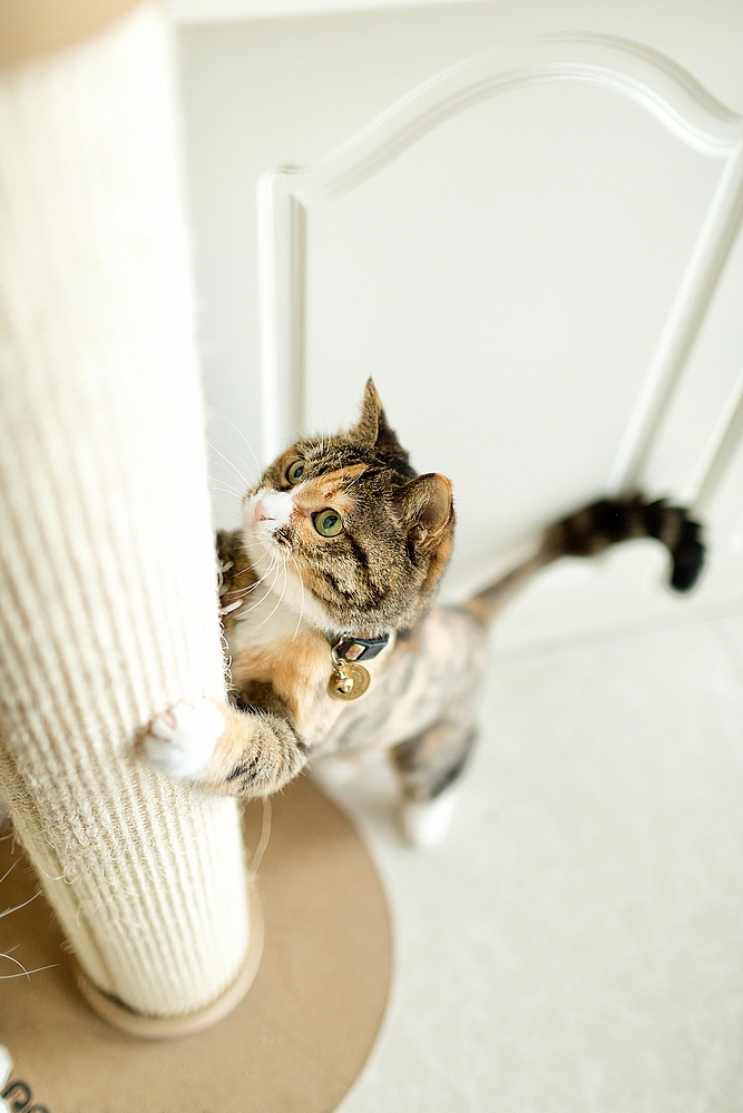 来总家的喵星人