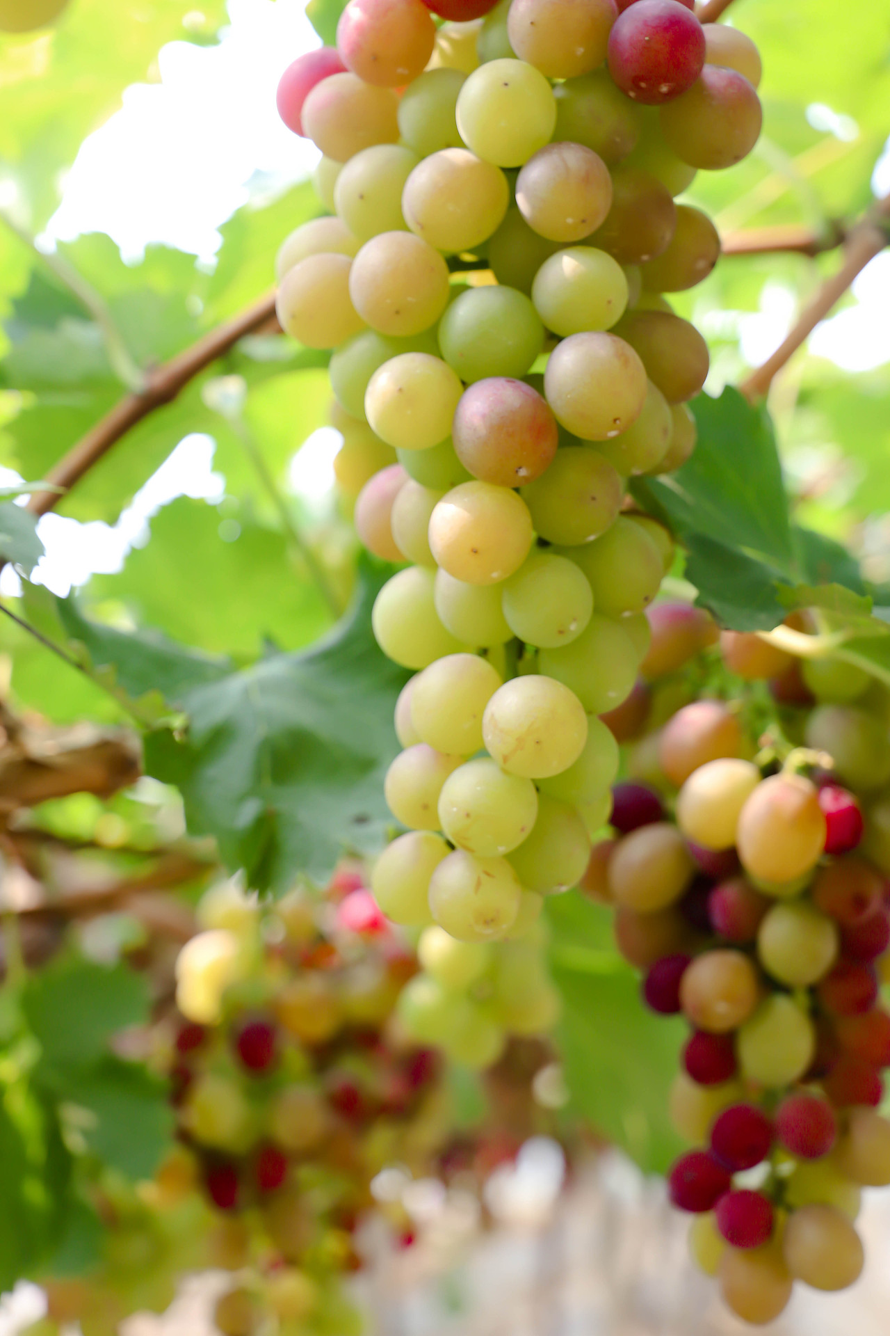 摄影集|一季的葡萄|摄影|产品摄影|插画kum - 原创作品 - 站酷 (zcool