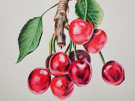 彩铅——樱桃