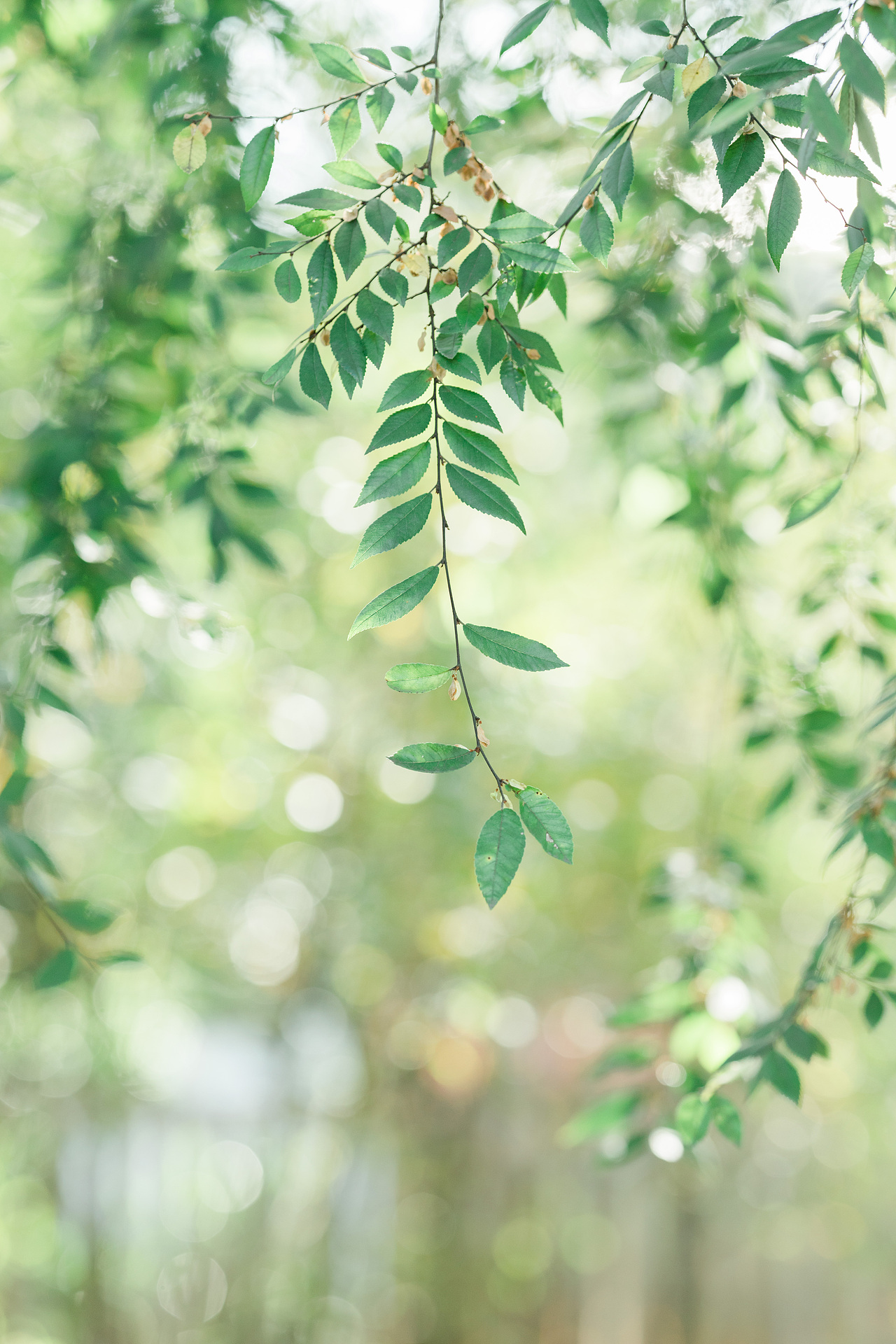 从十里琅珰到云栖竹径