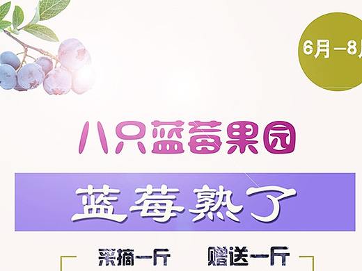  LOGO制作 八只蓝莓 品牌海报设计