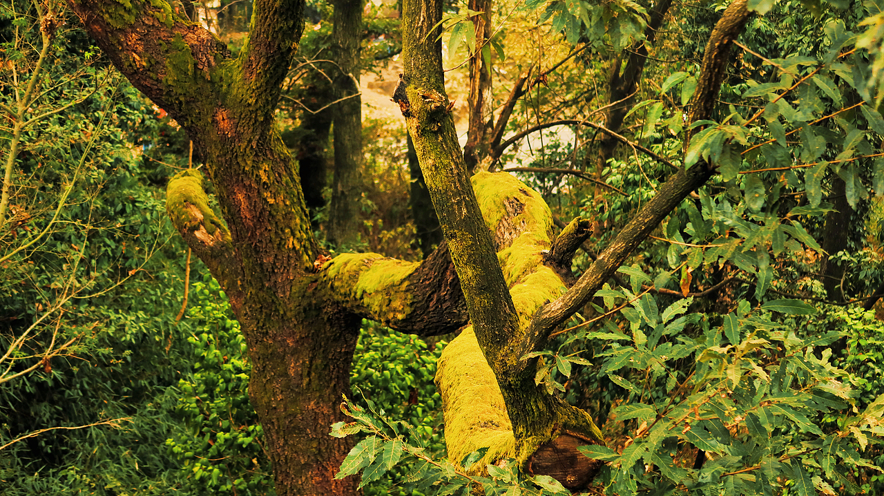 想把秋天画在画本里