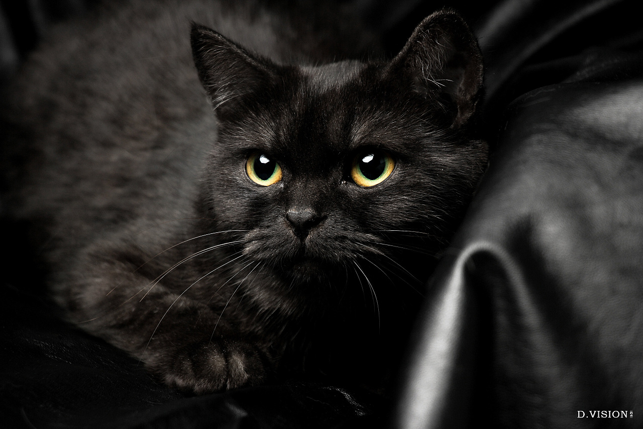 超级黑Black Texture|摄影|动物|MUMU_image - 原创作品 - 站酷 (ZCOOL)