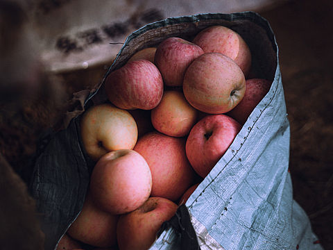 🍎【收获的喜悦】亲手采摘高山苹果