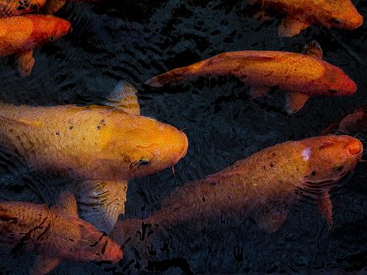 鱼（个人主页-ZMjUxNjU5MTI=） - 宠物摄影 - 站酷设计师Juzel原创素材 - 站酷ZCOOL