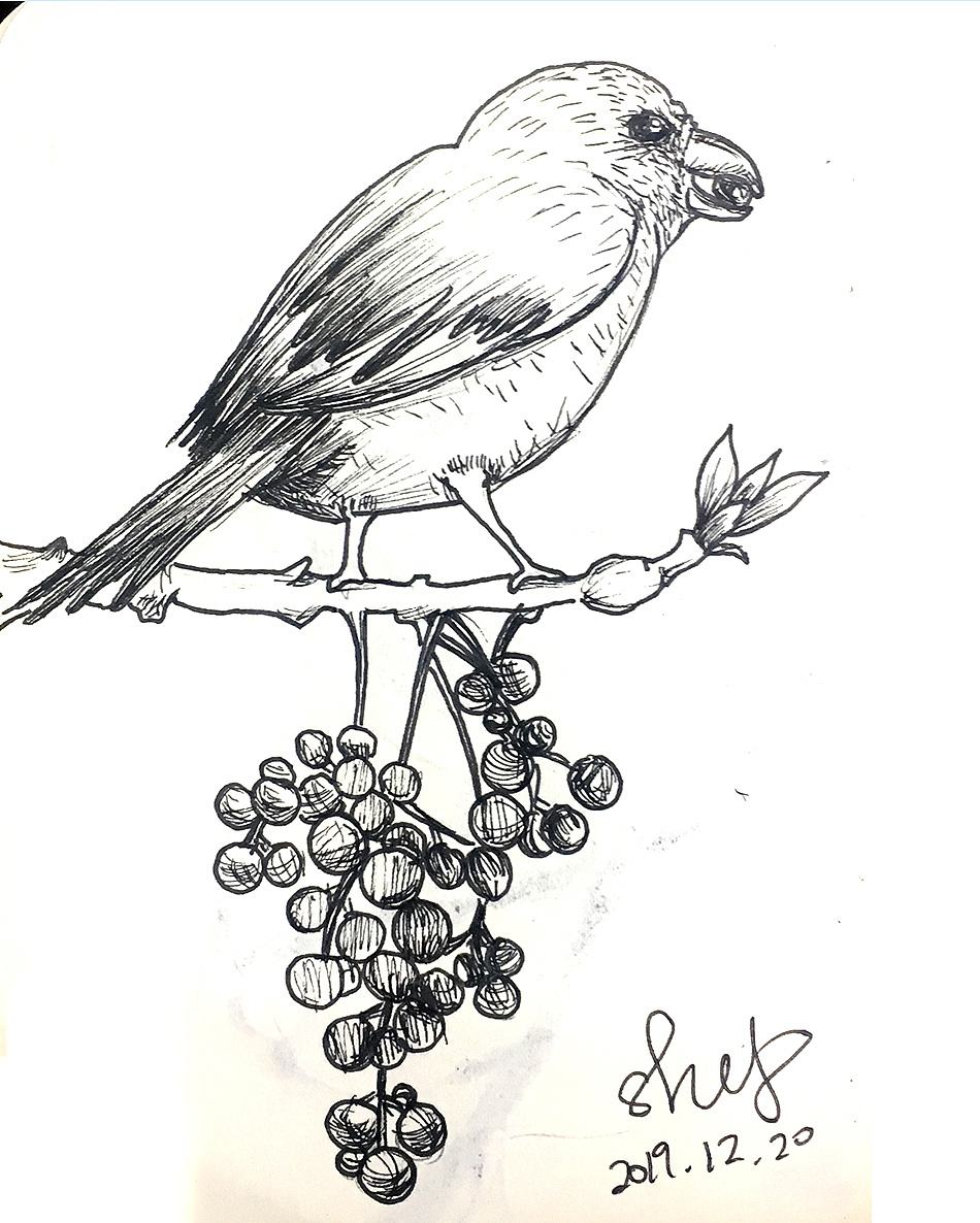 【针管笔】手绘-鸟birds