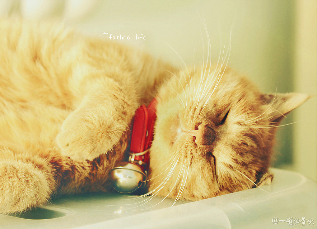 胖虎的日常（一）消魂睡姿集锦（图ZNTM1NTk2NDQ=） - 宠物摄影 - 站酷设计师baggiokiva原创素材 - 站酷ZCOOL