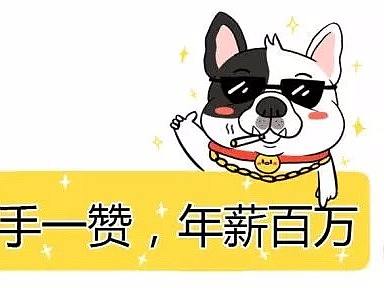 宠物形象设计漫画
