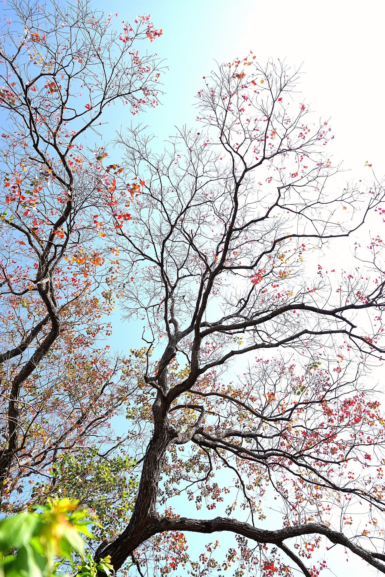 开了又开的紫荆花