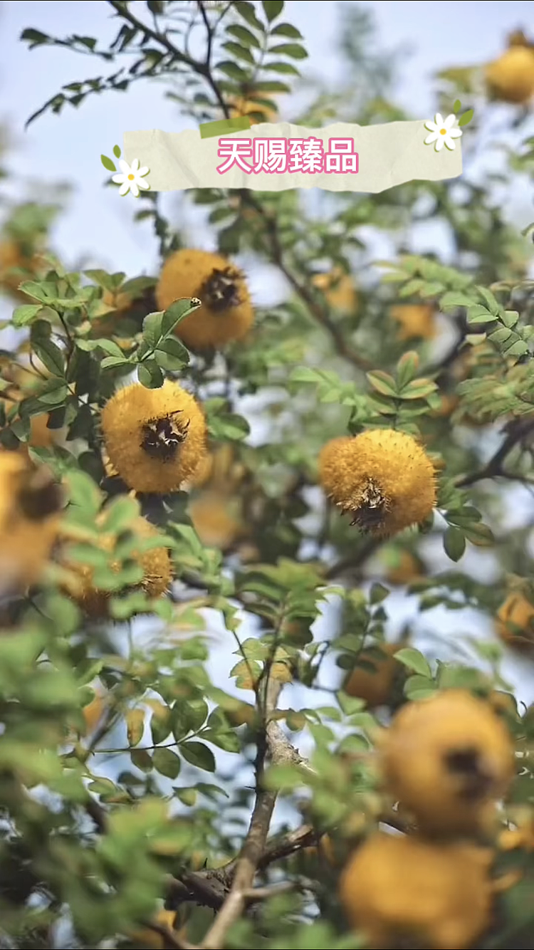 天赐臻品，营养珍果@米发米刺梨谷（图ZMjkzODg1NTYw） - 其他 - 站酷设计师刺梨谷原创素材 - 站酷ZCOOL