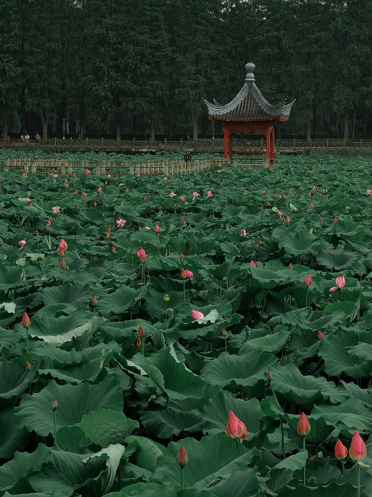 如梦令-东湖游记（图ZMjEyMDA3NDA4） - 风光摄影 - 站酷设计师Tenfey原创素材 - 站酷ZCOOL