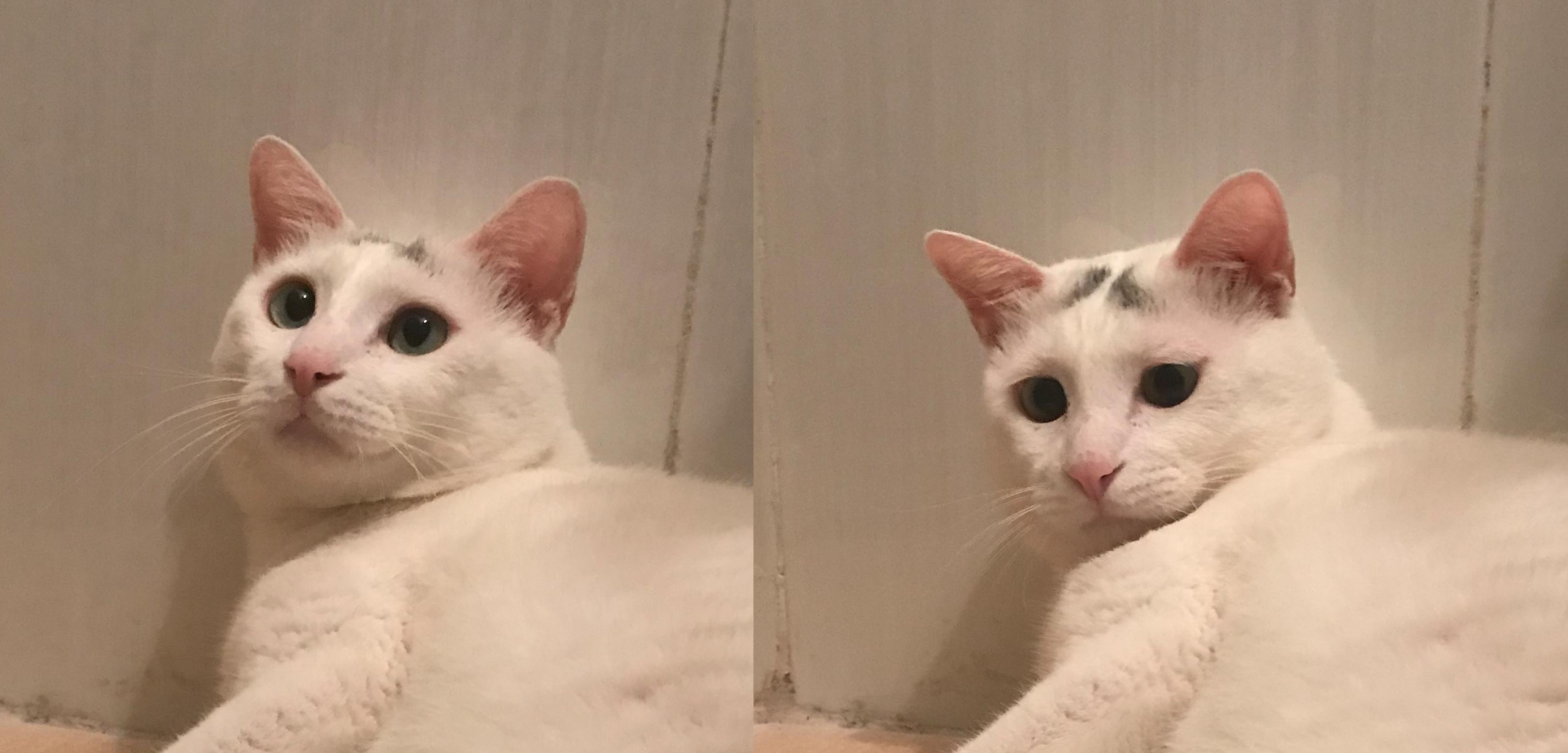 阿迪拔丝的个人主页（背景预览） - 主页背景设置 - 站酷设计师阿迪拔丝原创素材 - 站酷ZCOOL