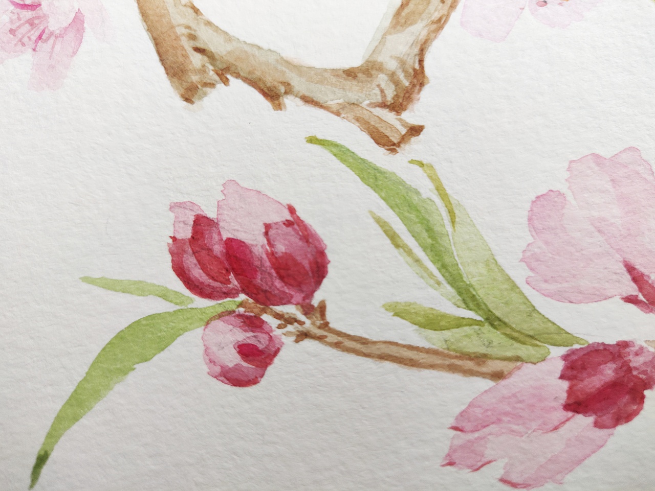 十二月花神之三月花神 桃花（图ZMjQ3NjMxNDU2） - 绘本 - 站酷设计师淂淇原创素材 - 站酷ZCOOL