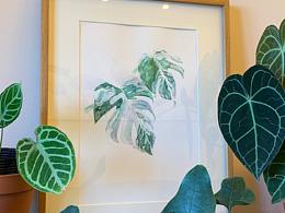 白斑龟背竹 Variegated Monstera