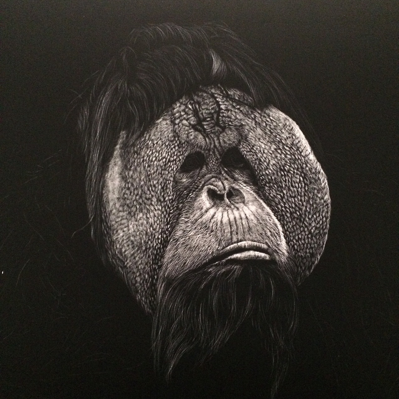 李子哥刮画作品