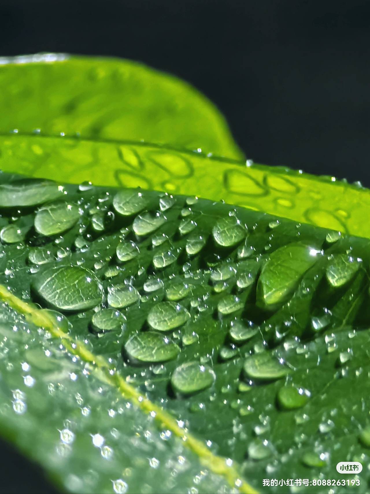 晶莹剔透的雨滴