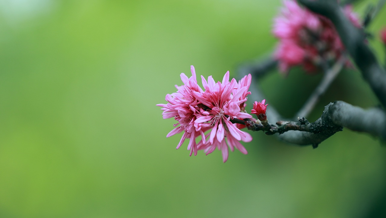 花儿与少年！！！（图ZMjk2MzcxNDU2） - 风光摄影 - 站酷设计师三五三十伍原创素材 - 站酷ZCOOL