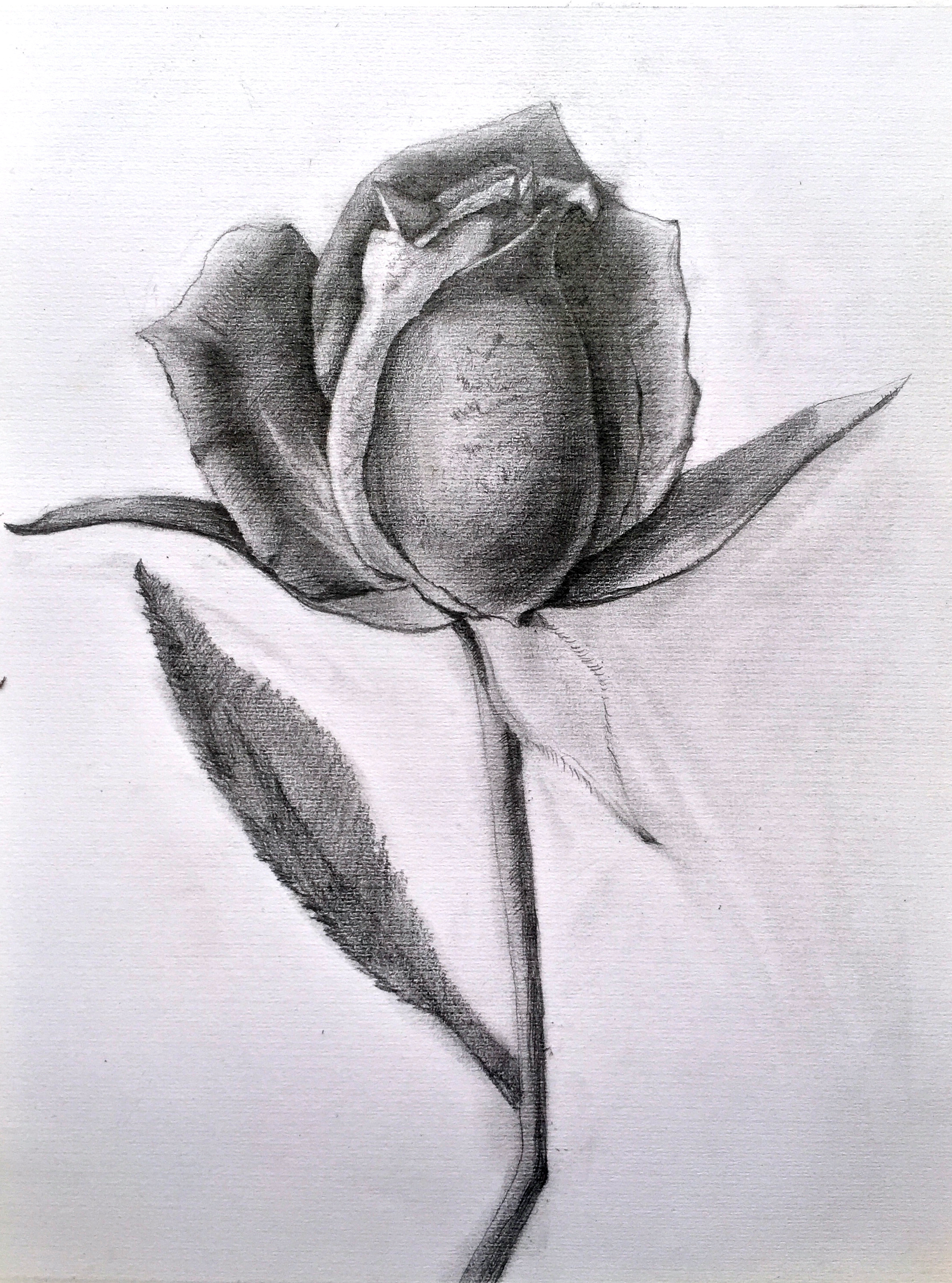 玫瑰花苞素描图片