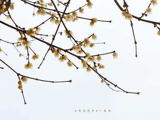 #花花世界#腊梅（个人主页-ZNTA0MjE4NzI=） - 产品摄影 - 站酷设计师一修_原创素材 - 站酷ZCOOL
