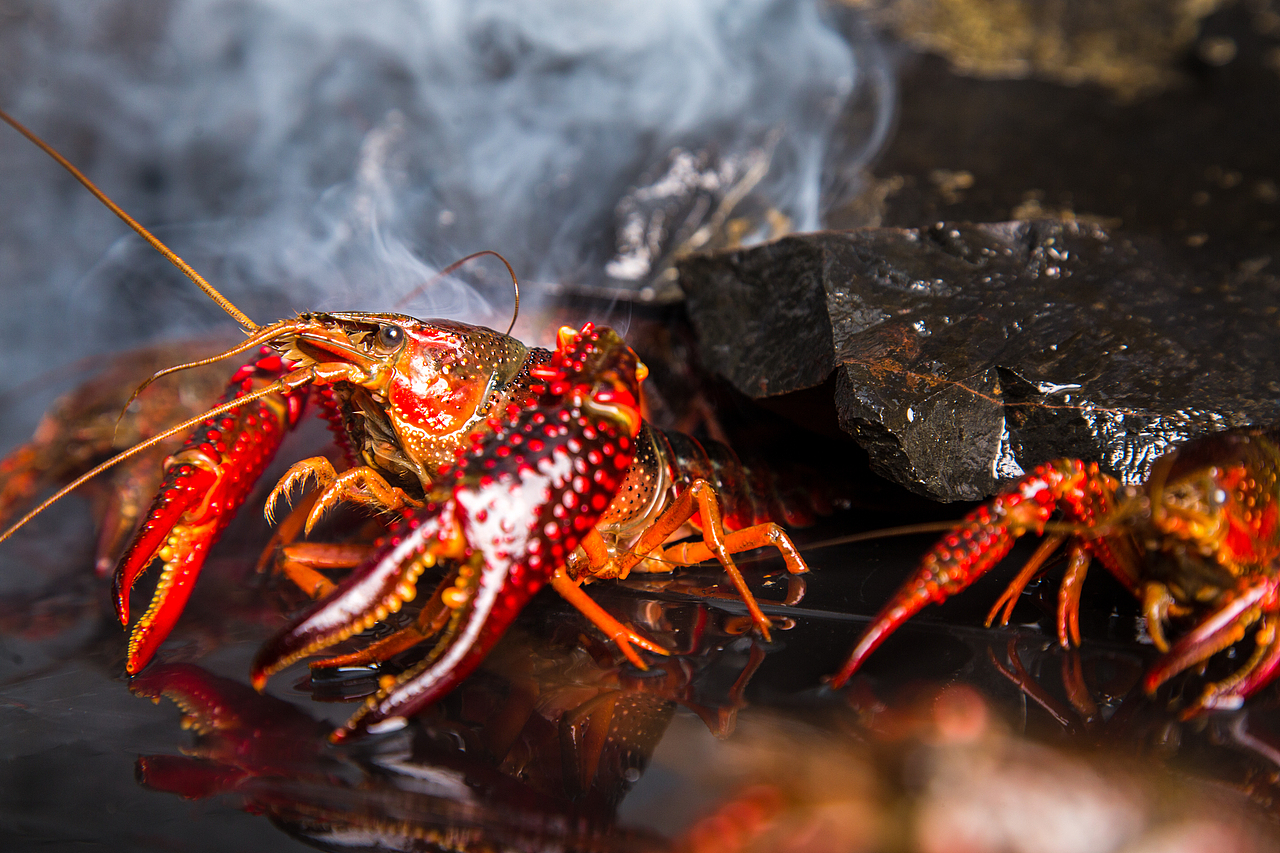 产品摄影 小龙虾（图ZMjgwNzQ5MDM2） - 产品摄影 - 站酷设计师木几产品摄影原创素材 - 站酷ZCOOL