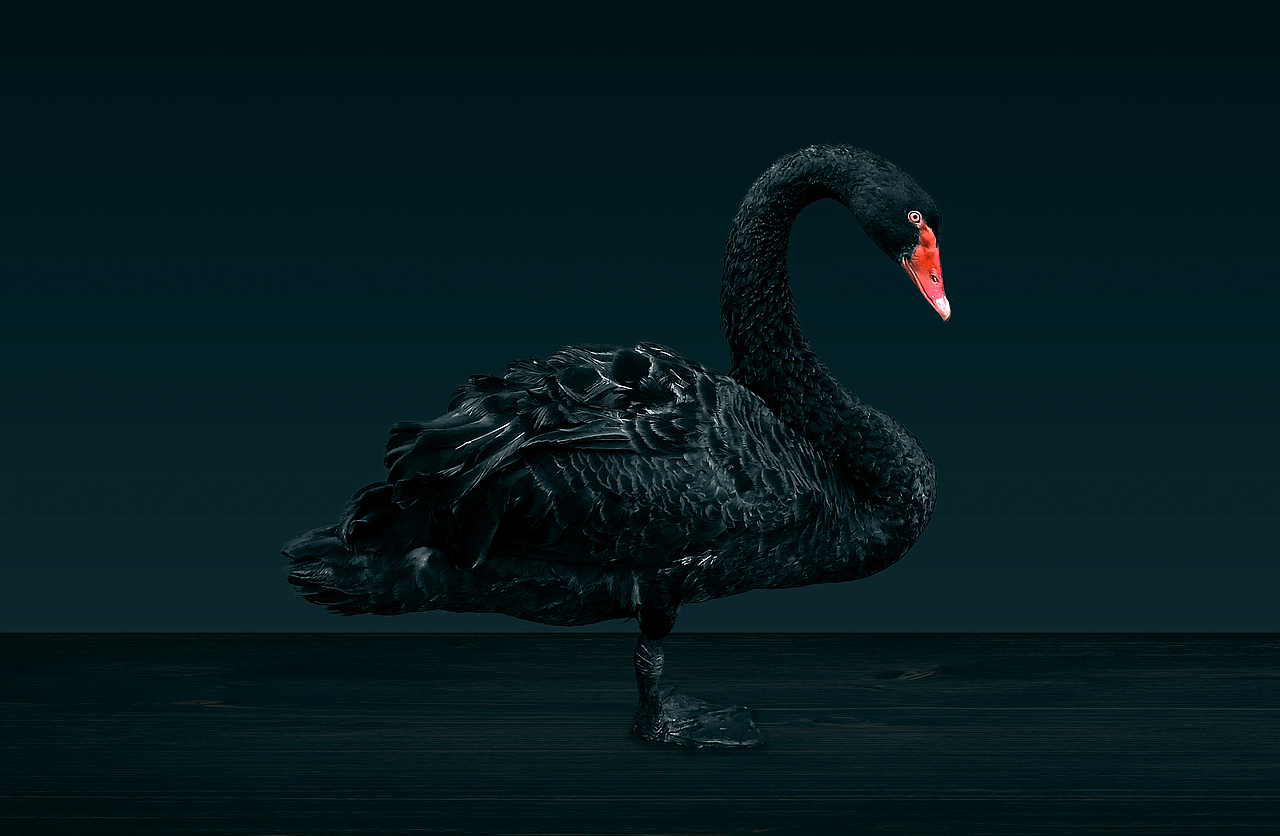 摄影-黑天鹅（图ZMTI2OTY3OTA0） - 宠物摄影 - 站酷设计师发酵的益生菌原创素材 - 站酷ZCOOL