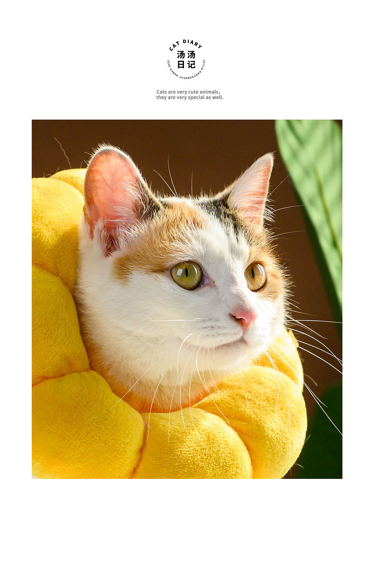 Jaylin｜湯湯日記（圖ZMjkzMTE5NjMy） - 寵物攝影 - 站酷設(shè)計(jì)師阿宅Jaylin原創(chuàng)素材 - 站酷ZCOOL