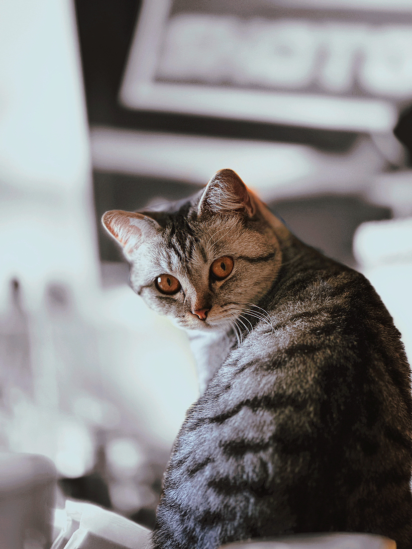 转身回眸一瞬间（图ZMzM1Mzc0MTI0） - 宠物摄影 - 站酷设计师阿庸77原创素材 - 站酷ZCOOL