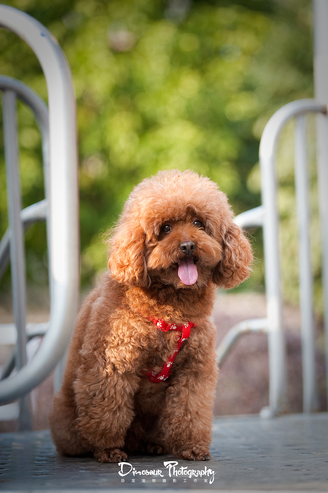 【恐龙】宠物摄影2月上半月拍摄作品