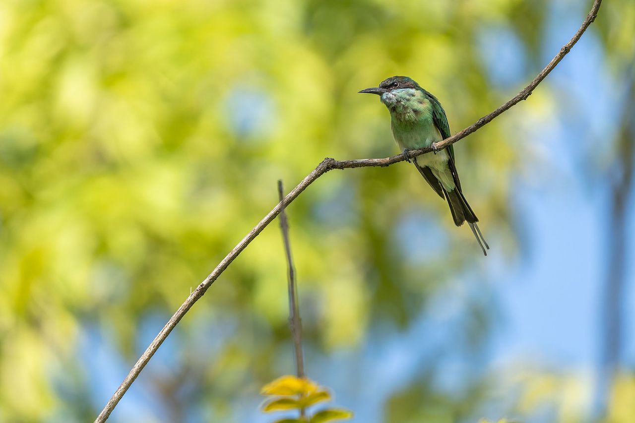 感悟自然·年度观鸟精华