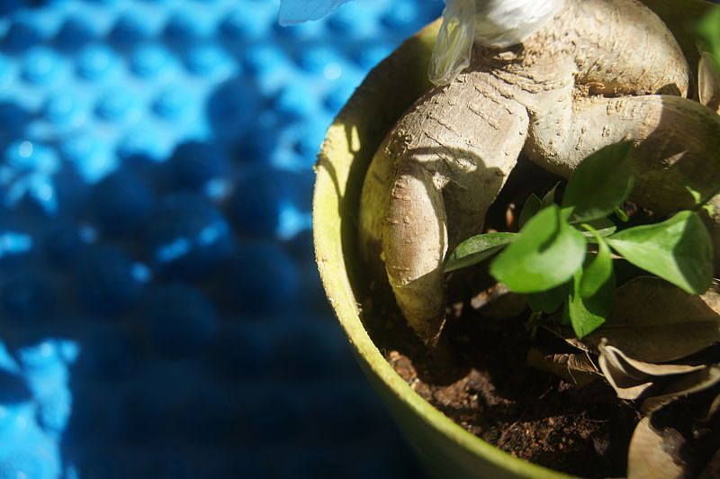 家有萌猫（图ZNTg1OTkyNzY=） - 宠物摄影 - 站酷设计师萌小可原创素材 - 站酷ZCOOL